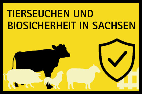 Gelb-schwarzes Motiv. Darauf die Überschrift "Tierseuchen und Biosicherheit in Sachsen". Darunter eine Kuh, Schwein, Huhn, Schaf und ein Zaun.