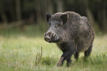 Afrikanische Schweinepest (ASP) - Tierschutz Und Tiergesundheit ...