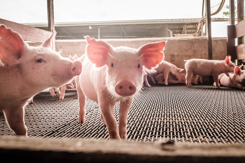 Afrikanische Schweinepest (ASP) - Tierschutz Und Tiergesundheit ...