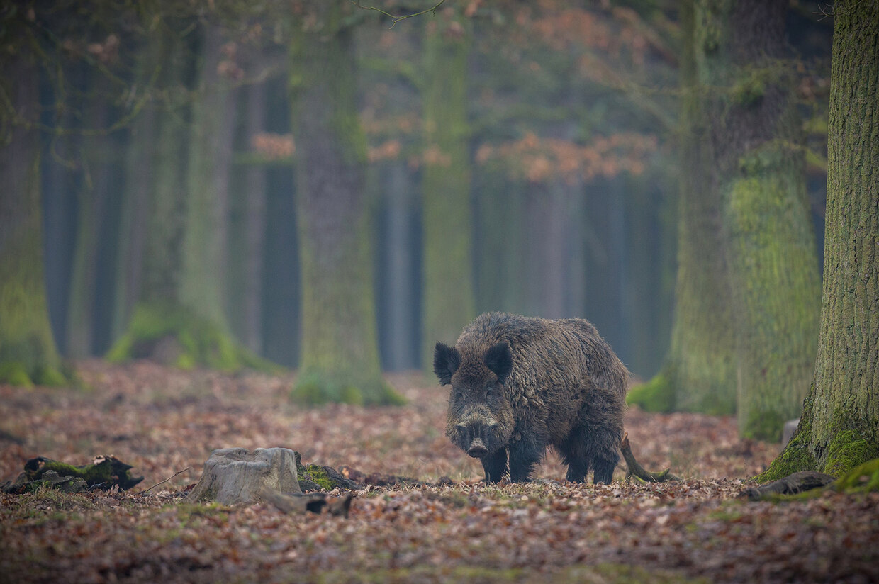 Afrikanische Schweinepest (ASP) - Tierschutz Und Tiergesundheit ...