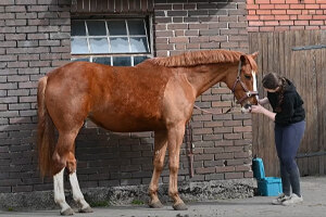 Pferd mit Halterin stehen vor einer Wand