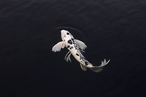 Foto von Koi, der in meinem Wasser schwimmt