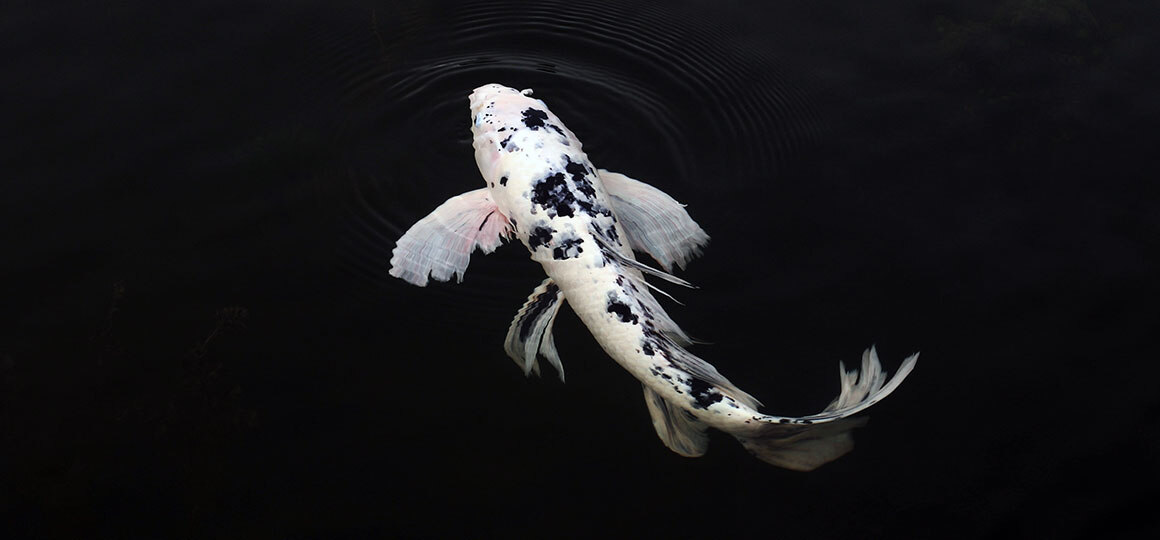 Foto von Koi, der in meinem Wasser schwimmt